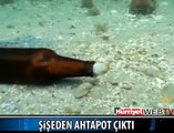 BİRA ŞİŞESİNİN İÇİNE GİREN AHTAPOT