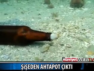 BİRA ŞİŞESİNİN İÇİNE GİREN AHTAPOT