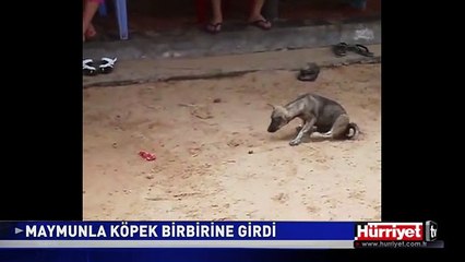 MAYMUNLA KÖPEK BİRBİRİNE GİRDİ