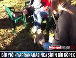 SEVİMLİ KÖPEK BÖYLE GÜLDÜRDÜ