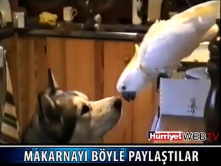 MAKARNAYI PAYLAŞAN KUŞ VE KÖPEK