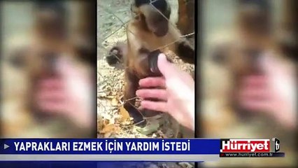 MAYMUN YAPRAKLARI EZMEK İÇİN YARDIM İSTEDİ