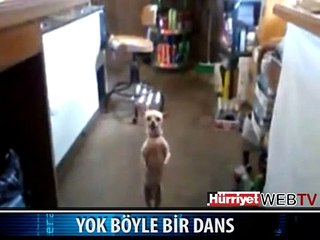 BU KÖPEK SİZİ ÇOK ŞAŞIRTACAK