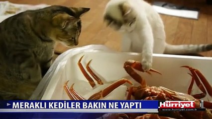 KEDİLERİN YENGEÇLE İMTİHANI