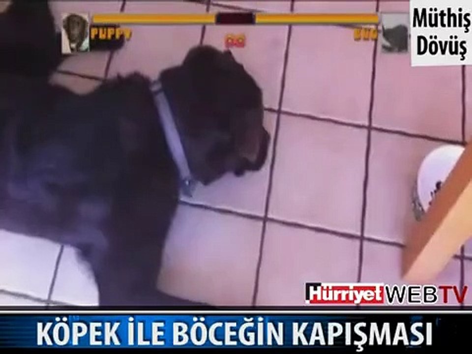 BİR KÖPEK BİR BÖCEK