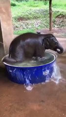 cute funny world baby elephant take bath