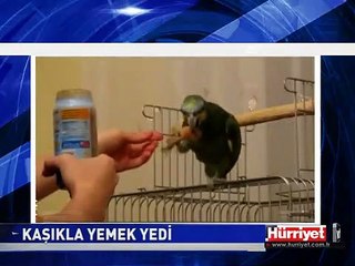 BU PAPAĞANIN YEMEK YİYİŞİ BÖYLE