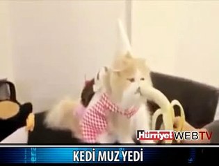 MUZ YİYEN KEDİ