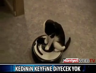 KEDİNİN MOTORLU TAŞIT KEYFİ