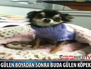BU DA GÜLEN KÖPEK