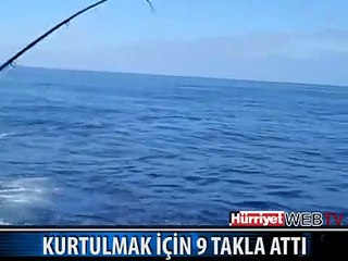 KÖPEK BALIĞI BÖYLE ÇILDIRDI