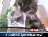 SÜT İÇEN KEDİ