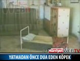 YATMADAN ÖNCE DUA EDEN KÖPEK