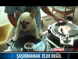 İŞTE KÖPEK DJ