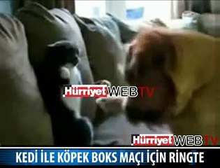 KEDİ VE KÖPEĞİN MÜTHİŞ KAVGASI