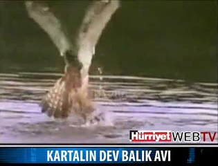DEV BALIĞI BÖYLE YAKALADI..