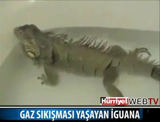 KARNI AĞRIYAN İGUANA