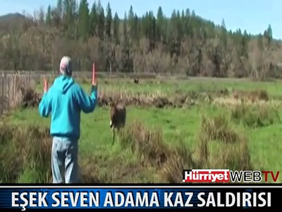 EŞEĞİ KISKANAN KAZ