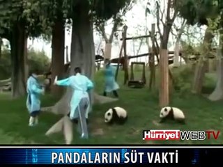 İŞTE SİZE YAVRU PANDALAR