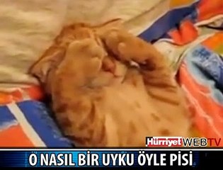 SÜREKLİ UYUYAN KEDİ