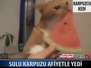 KARPUZ YİYEN KEDİ