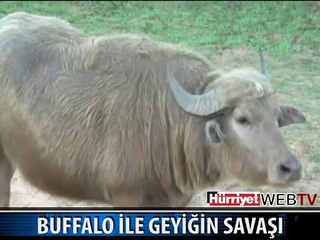 GEYİK VE BUFALO BÖYLE KAVGA ETTİ