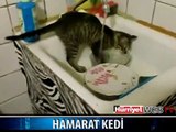 BULAŞIK YIKAYAN KEDİ