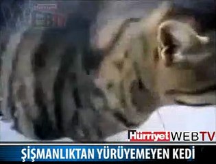 YÜRÜYEMEYEN ŞİŞMAN KEDİ