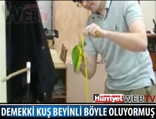 KUŞLARIN BEYNİNE İADE-İ İTİBAR YAPILALI