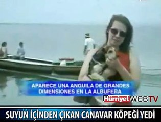 DENİZDEKİ DEV YILAN KÖPEĞİ YUTTU