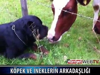 KÖPEK VE İNEKLER ARKADAŞ OLDU