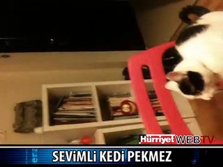 BAK ŞU KEDİNİN YAPTIĞINA