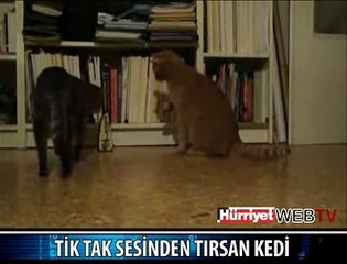 BU DA KORKAK KEDİ
