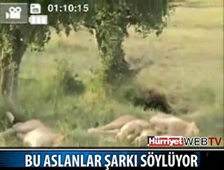 ASLANLARI HİÇ BÖYLE GÖRMEDİNİZ