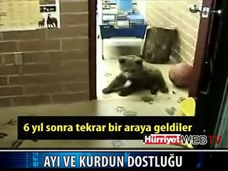 YAVRU AYI VE KURDUN OYUNU