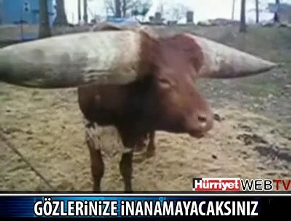 DEV BOYNUZLU İNEK