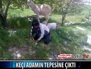 KEÇİ ADAMIN SIRTINDA