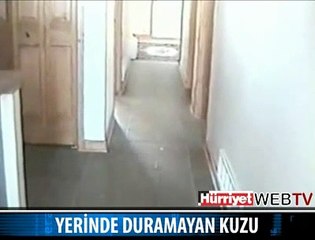 YERİNDE DURAMAYAN KUZU