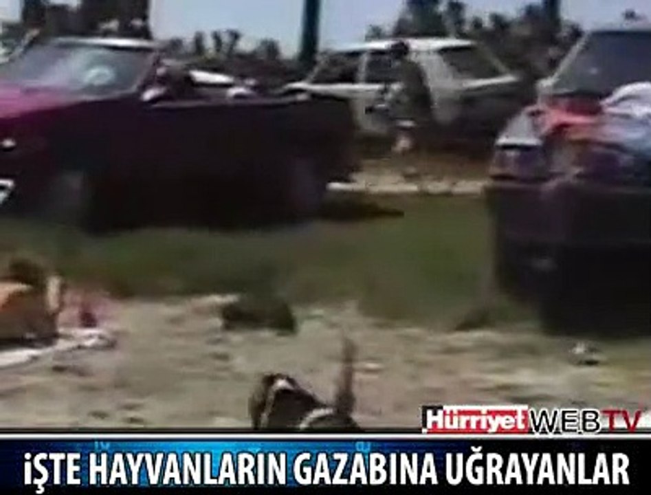 HAYVANLARIN GAZABINA UĞRADILAR