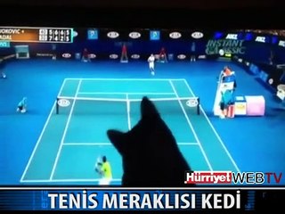 TENİS MAÇI SEYREDEN KEDİ