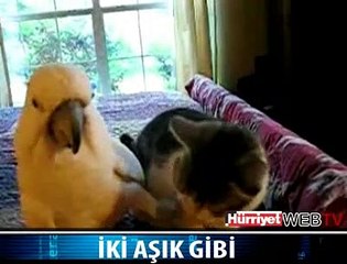 PAPAĞANIN KEDİ İLE AŞK OYUNU