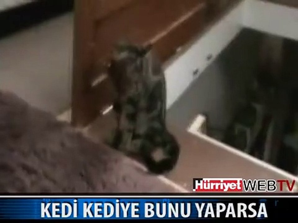 NANKÖR KEDİNİN YAPTIĞI