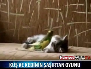 KUŞ VE KEDİNİN KARDEŞLİK OYUNU