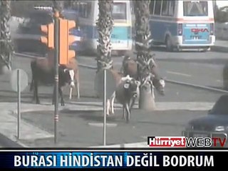 BURASI HİNDİSTAN DEĞİL BODRUM