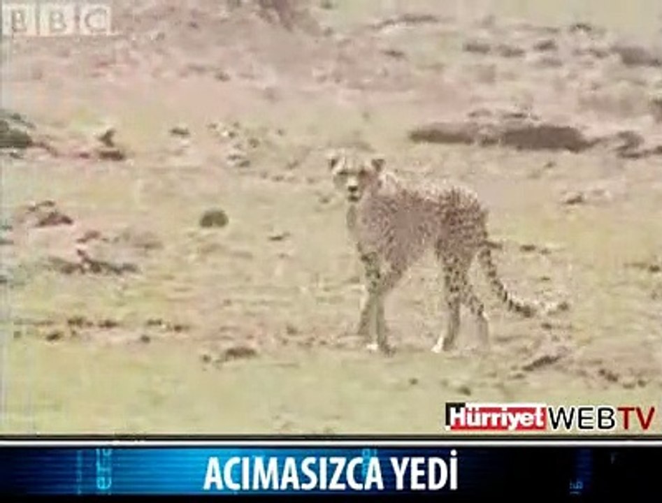 ACIMASIZCA YEDİ