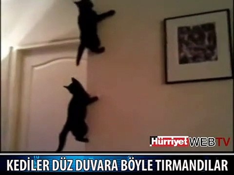 KEDİLER DÜZ DUVARA TIRMANDI