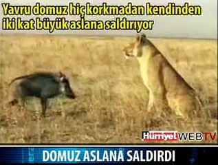 DOMUZ ASLANA SALDIRDI