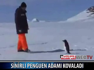 KOCA ADAMA KAFA TUTAN PENGUEN