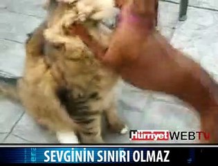 KEDİ VE KÖPEĞİN İMKANSIZ AŞKI