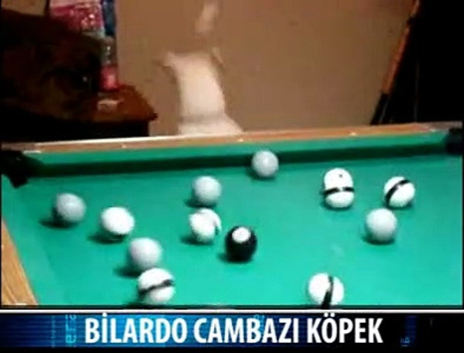 BİLARDOCU KOPEK
